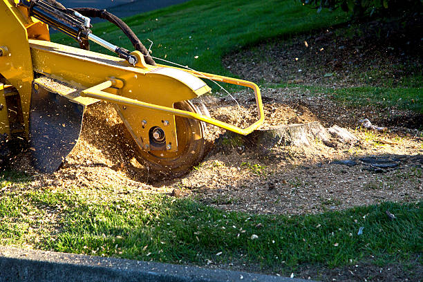 Dead Tree Removal in Hockessin, DE